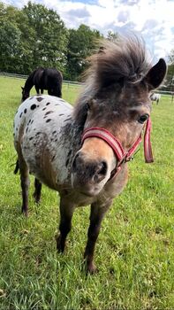 NMP  / Shetty Mix Stute, Ströer , Horses For Sale, Geeste