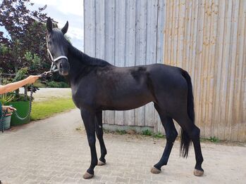 Edle 6-jährige Rappstute mit Donnerhall-Abstammung, Jasmin Harrer, Horses For Sale, Hof