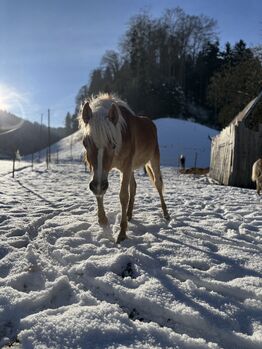 Edelbluthaflinger Raja sucht ein neues Zuhause!