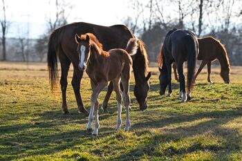 Edles Hengstfohlen aus bestem Stamm, Melanie Wagner, Horses For Sale, Peisching