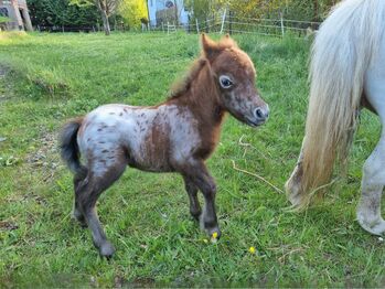Edles Stutfohlen American Miniature Horse