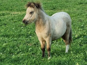Edles Jungstute in Sonderlackierung Partbred Shetlandpony