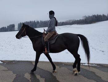 Nonius - ungarisches Warmblut- 9j