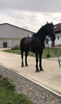 Nonius wallach Zu verkaufen, Jozsef, Horses For Sale, Békés