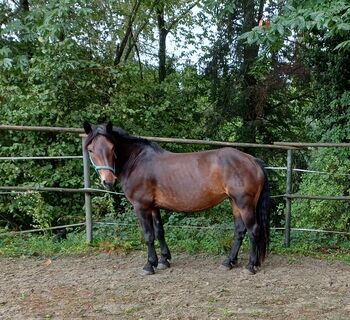 Norikerstute, Regina , Horses For Sale, Kainach bei Voitsberg