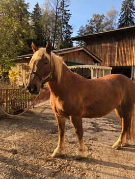 Norikerstute Fuchs 4jährig, Stegmayr S., Horses For Sale, Schwoich