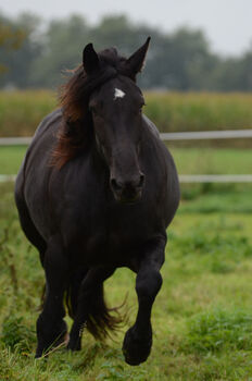 Norikerstute, Alexandra Zahn, Horses For Sale, Wietzen