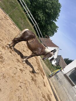 Noriker 2,5 Jahr, bianca, Horses For Sale, Regensburg 