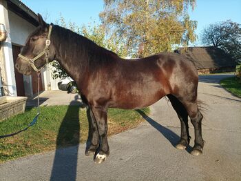 Noriker Rappstute, Andrea, Horses For Sale, Seekirchen Am Wallersee