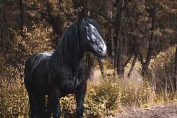 Noriker Rappe Hengst, Steffi, Horses For Sale, Kötzting