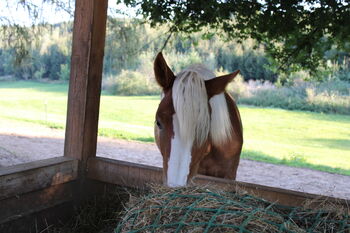 Noriker/Kaltblut Fuchs Junghengst, StEfANiE, Horses For Sale, Günzburg