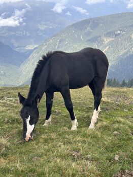 Noriker Stutenfohlen