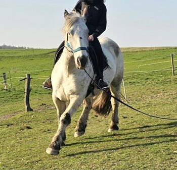 Noriker Galando Vulkan XVI junger Wallach mit viel Potenzial, Astrid , Horses For Sale, Modaural