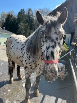 Noriker Wallach, Daniela Tschabrun , Horses For Sale, Mittelberg
