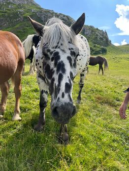 Noriker Wallach, Daniela Tschabrun , Horses For Sale, Mittelberg