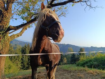 Noriker Hengst, Katrin , Horses For Sale, Krottendorf-Gaisfeld
