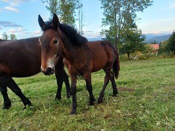 Noriker Hengstfohlen, Regina , Horses For Sale, Kainach bei Voitsberg