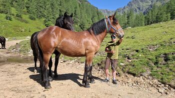 Noriker Stute 1,5 Jahre, Peter Oberhauser, Horses For Sale, Dellach im Drautal