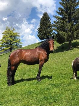 Noriker Stute, Christian Messner , Horses For Sale, Sittersdorf