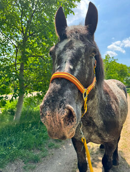‼️Norikerstute sucht ein liebevolles Zuhause, Lara, Horses For Sale, Großhöflein 