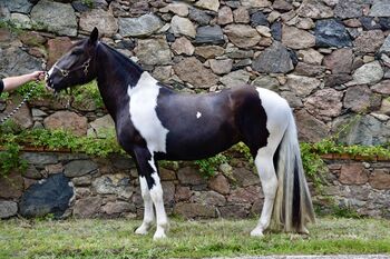 Noriker Stute - Scheck-Stute - Schecke, Ines Jungnickel, Horses For Sale, Großräschen