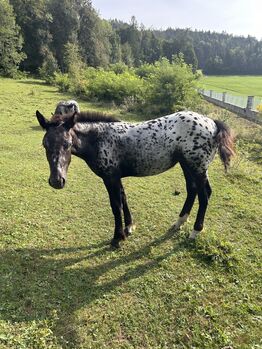 Noriker Stutenfohlen, Schuschou , Horses For Sale, Kühnsdorf 