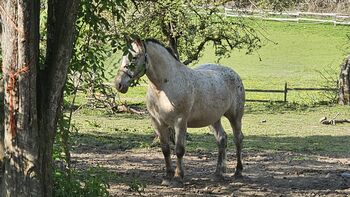 Noriker-Mix Wallach an Bestplatz abzugeben, Stefanie , Horses For Sale, St. Margareten im Rosental