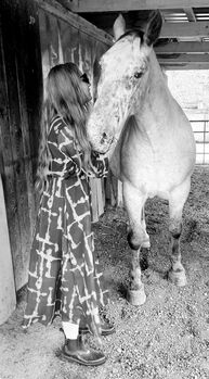 Noriker-Mix Wallach an Bestplatz abzugeben