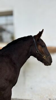 Noriker Mohrenkopf Hengstfohlen, Barbara Neureiter, Horses For Sale, St. Koloman