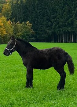 Noriker Mohrenkopf Hengstfohlen