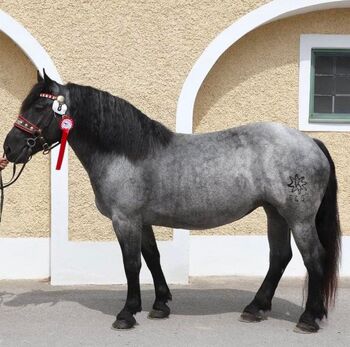 Noriker Mohrenkopf Stute (Sera), Barbara Neureiter, Horses For Sale, St. Koloman