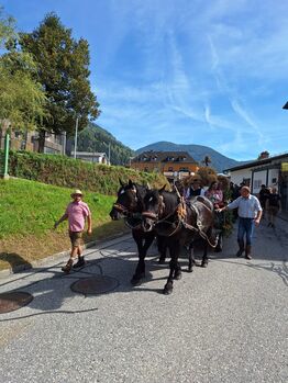 Noriker Passgespann Halbschwestern