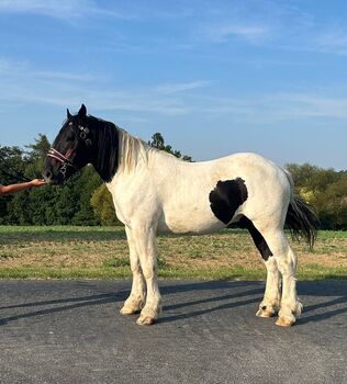 Noriker Schecke, Veronika Gerics , Horses For Sale, Blumau an der Wild 