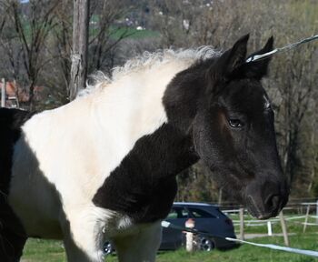 Noriker Rappscheck Stute Fohlen, Manuela KUBNY , Pferd kaufen, Klettgau-Bühl 