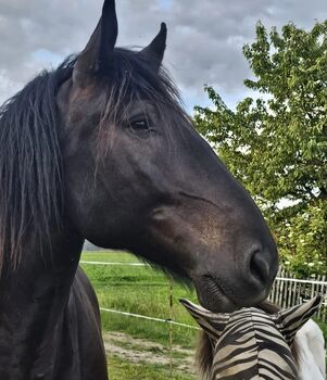 Noriker Wallach 6 Jährig, Fabienne Motschmann , Horses For Sale, Langenwetzendorf