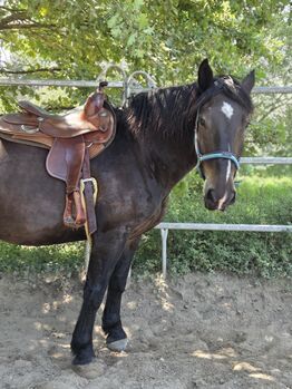 Noriker Wallach, Madeleine , Horses For Sale, Weisenheim am sand