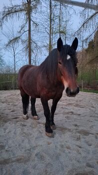 Noriker Stute