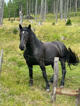 Noriker Stute, Claudia , Horses For Sale, Radenthein 