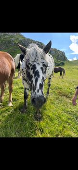 Noriker Wallach, Daniela Tschabrun , Horses For Sale, Mittelberg