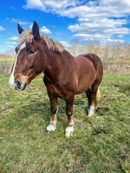 Noriker Wallach, Michelle Pommer, Horses For Sale, Osterholz Scharmbeck