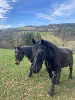 Norikerwallach Willi, Angy Grabenhofer, Horses For Sale, Dreihütten