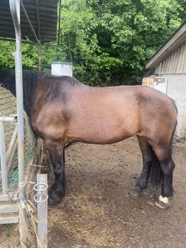 Noriker Fuchs Stute, Angy Grabenhofer, Horses For Sale, Dreihütten