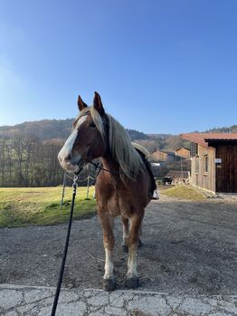 Noriker Wallach, Melanie, Konie na sprzedaż, Röhrapoint