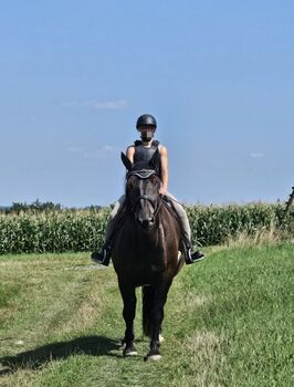 Noriker Wallach 6 Jährig