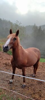 Noriker/Warmblut Stute, Natascha, Pferd kaufen, St. Thomas am Bl.