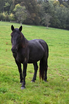 Noriker Rapp Stute, Manuela KUBNY , Horses For Sale, Küßnach 