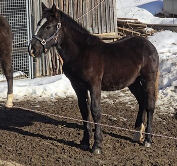 Norikerfohlen geb. 15.05.25