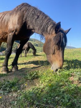 Norikerstute Lilli, Angy Grabenhofer, Horses For Sale, Dreihütten