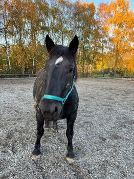 Norikerstute/Rappe 5 Jahre nur Offenstallhaltung