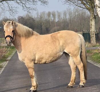 Norweger Stute Freizeitpferd